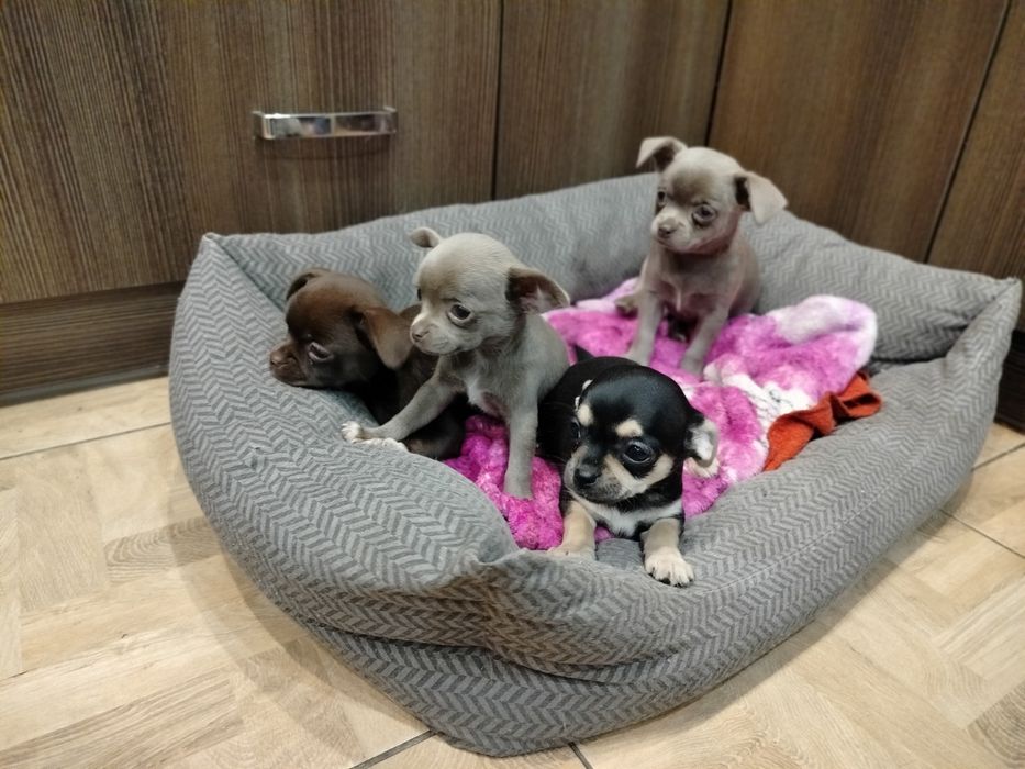 Śliczne -szczenię Chihuahua