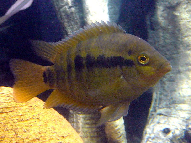 GB pielęgnica miodowa (Archocentrus multispinosus)