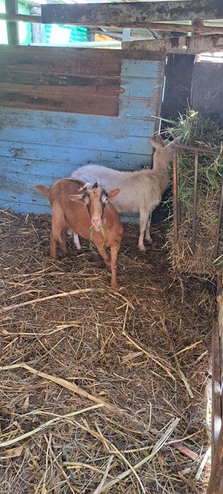 Cabras  novas e boas