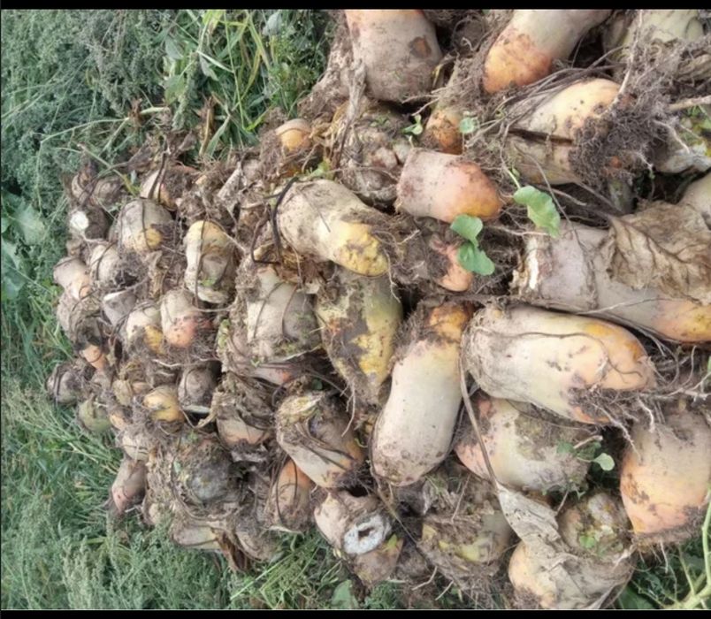Buraki cukrowe z gospodarstwa bez nawozów 
Około 400-500 kg

Odbiór os