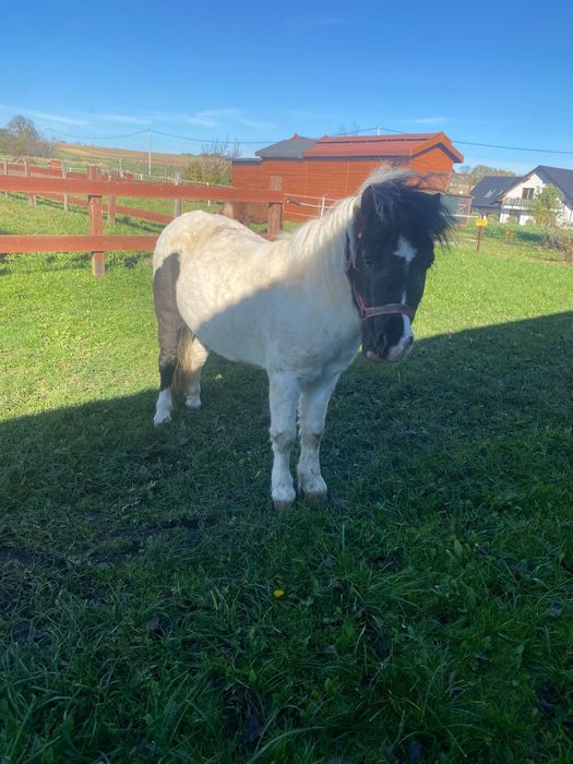 Kucyki Klacze Ogierki Sprzedam