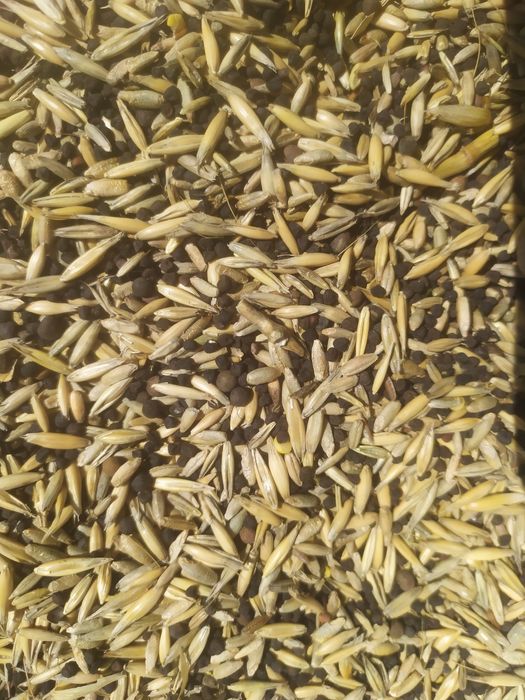 Wyka, Żyto, Owies - mieszanka idealna na poplon lub pasze dla zwierząt