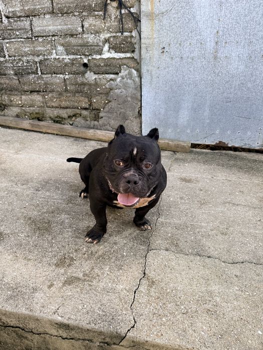 American Bully Top Qualidade