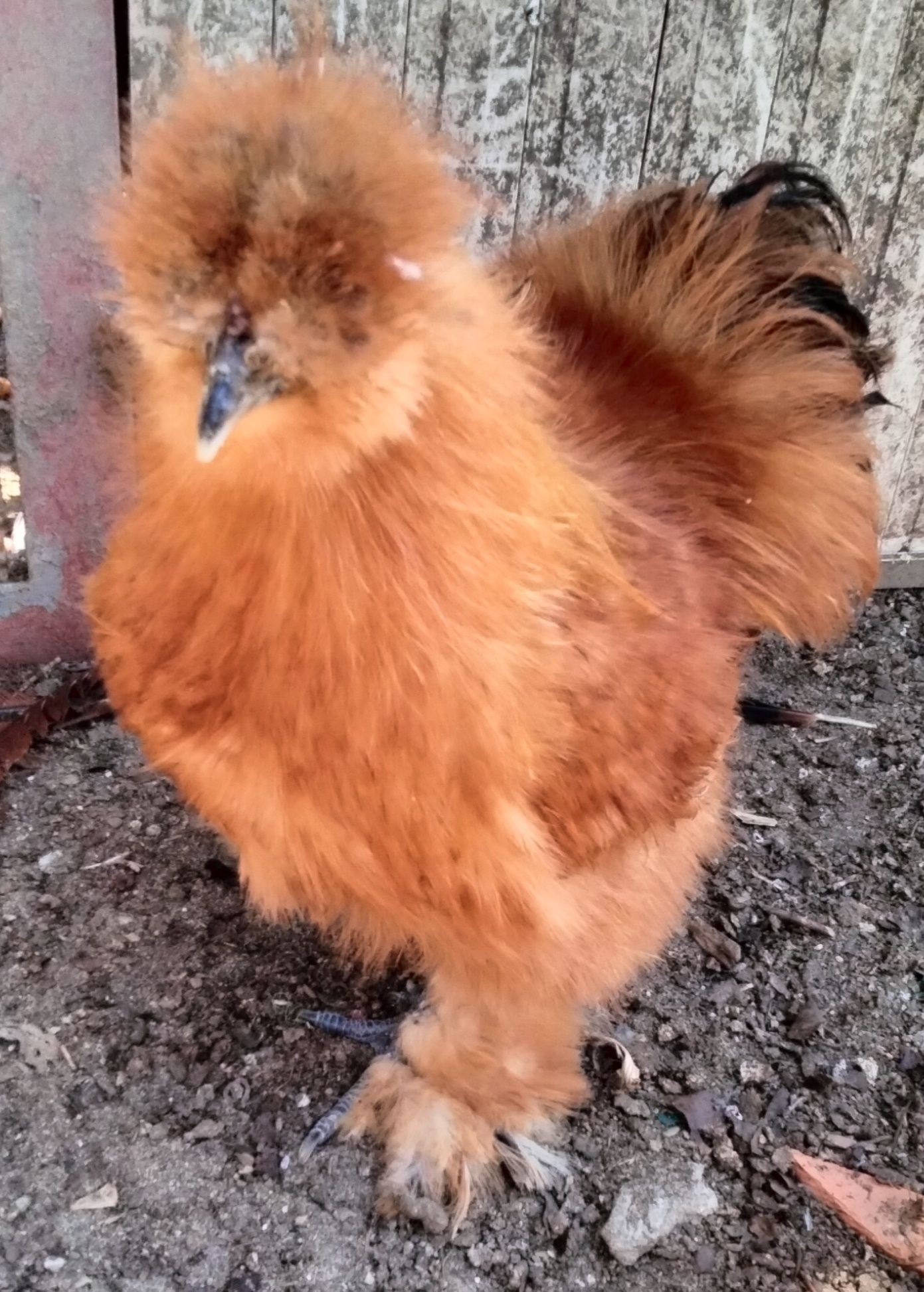 Ovos Galados de Sedosa