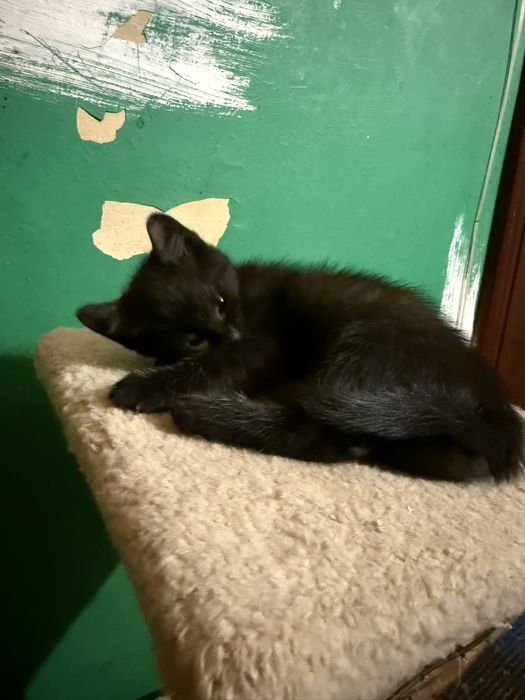 Віддам британця(котик)Безкоштовно