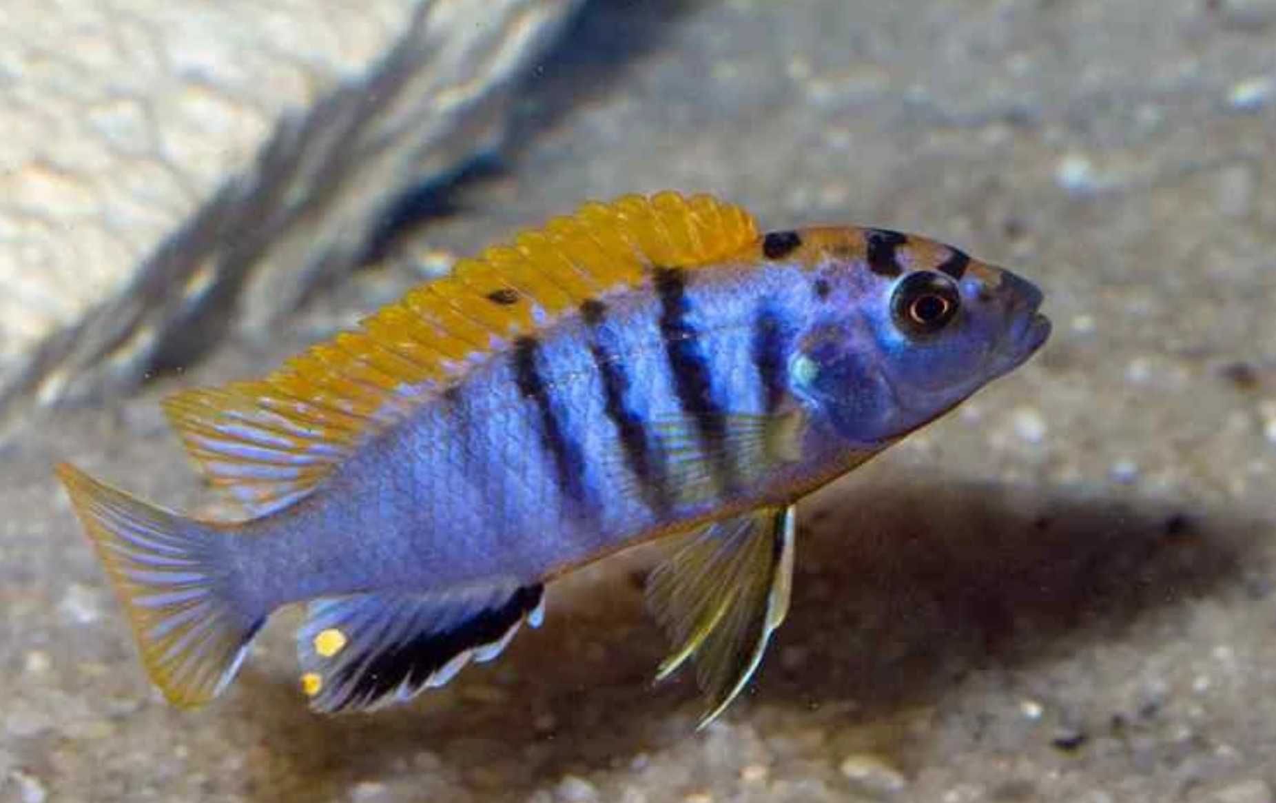 Labidochromis hongi - Pyszczak - dowozimy, wysyłamy