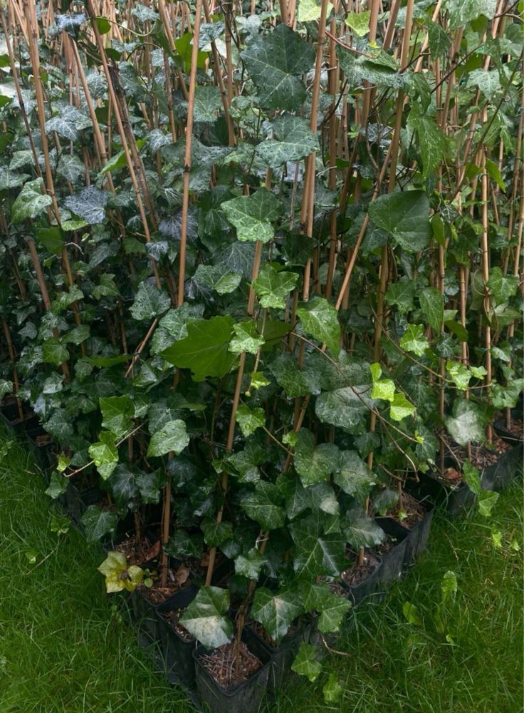 Bluszcz zimozielony hedera helix 200-300 cm pojedyńczy pęd