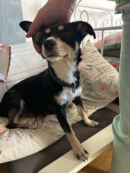 Mała suczka Kama pilnie szuka domu