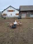 Gęsi Chołmogory chołmogorskie