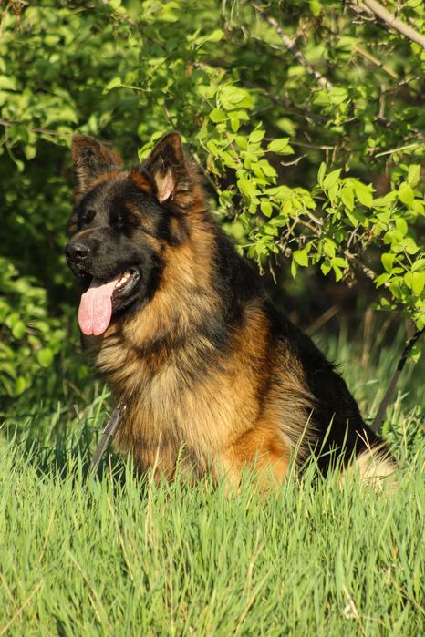 Щенок немецкой овчарки