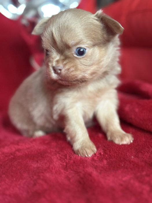 **Malutki rudzielaszek**