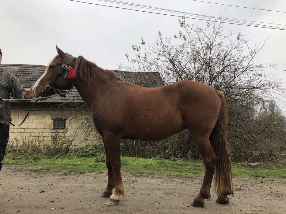 Продається кобила!