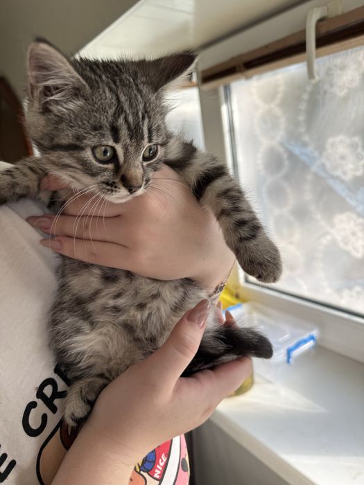 Продам котят Бенгалов