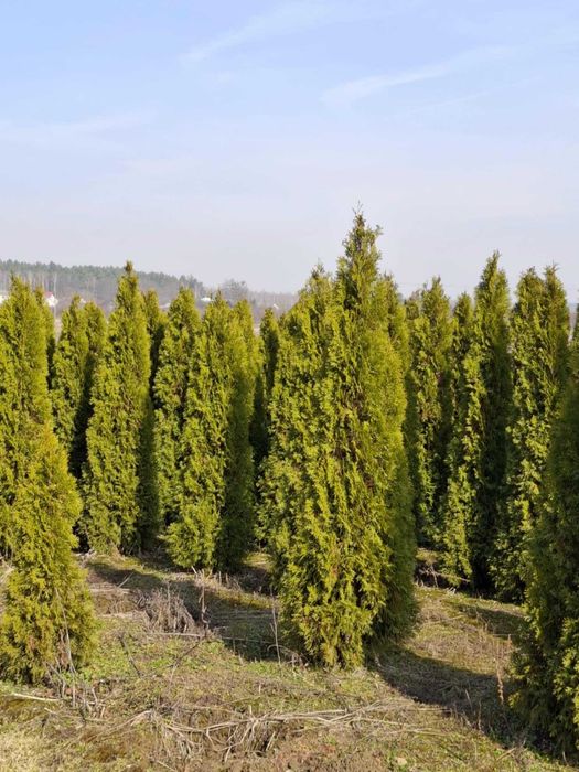 Thuja Tuja szamragd 180-230cm