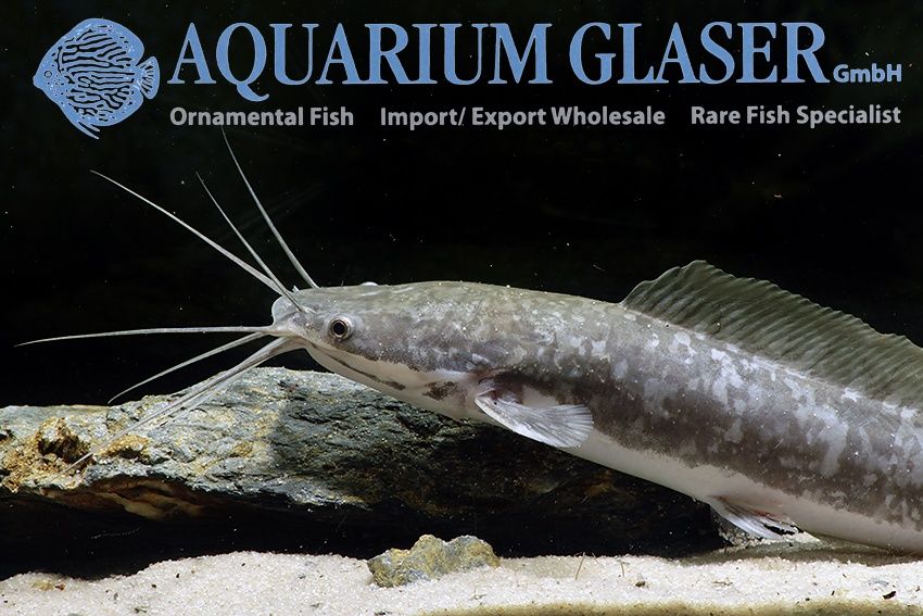 Сомик Клариус - Аквариумная Редкость! Отправка, доставка! Клариас!