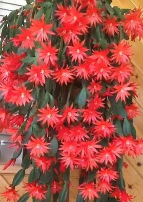 Рождественник різні сорта