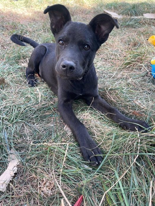 Віддам безкоштовна собаку ОДЕСА