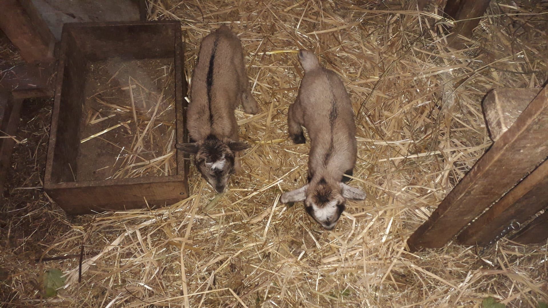 Cabras anãs para venda