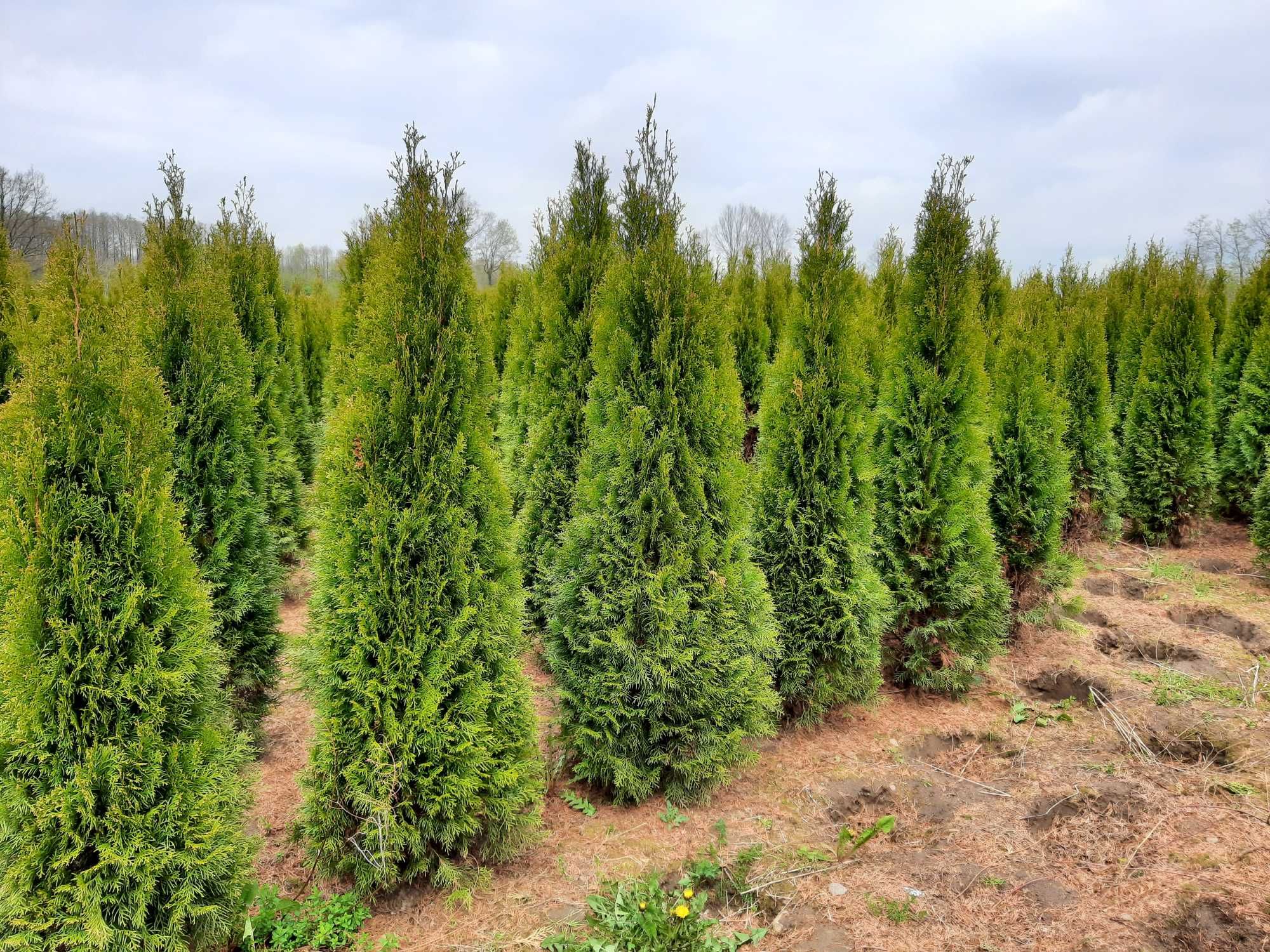 Thuja Smaragd 160,180,200,220 cm! Tuje! Sadzenie! Tuja Szmaragd!Dowóz!