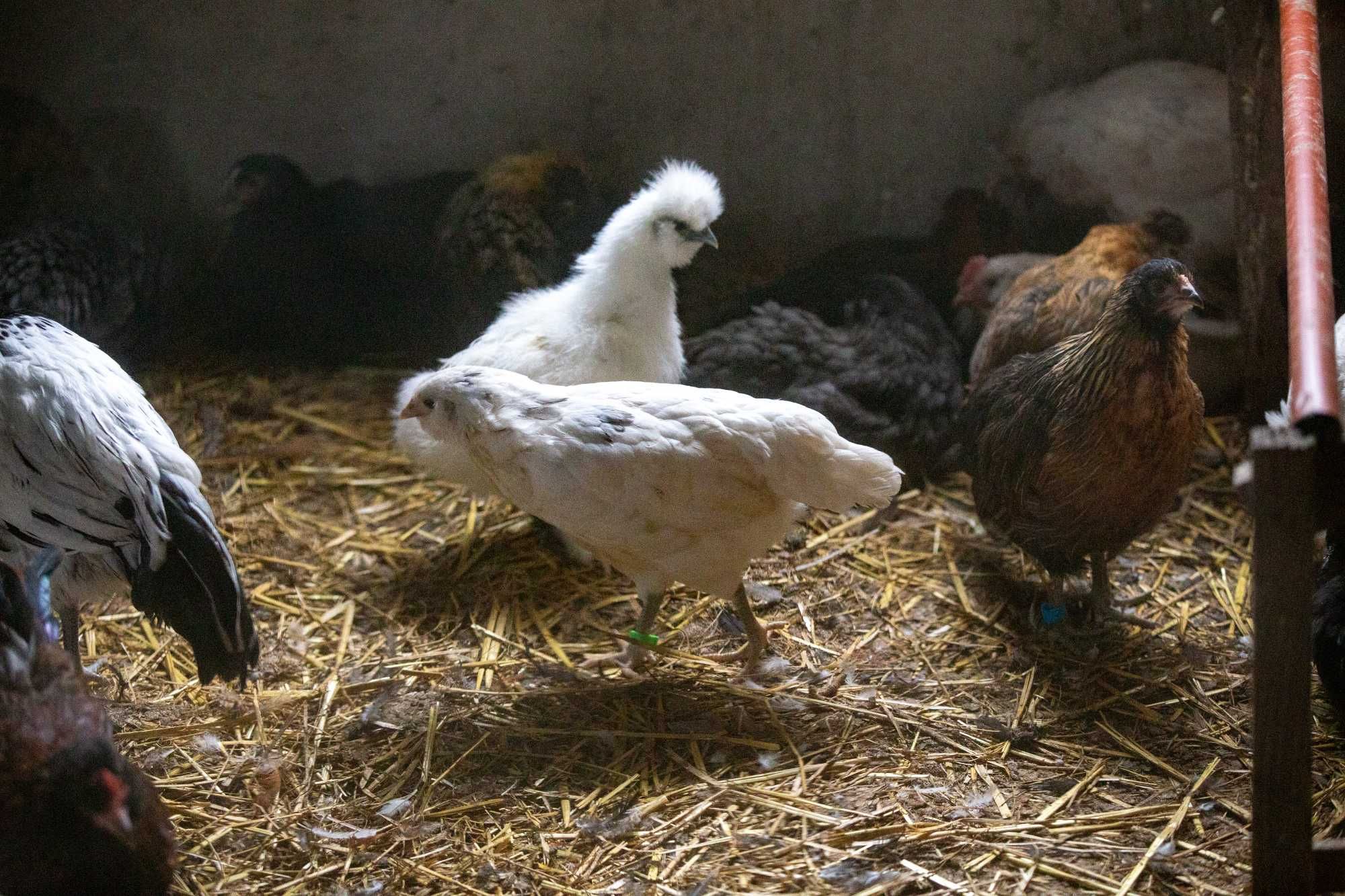 Kurczęta, kurczaki kurek ozdobnych. Cudeńka mixy.