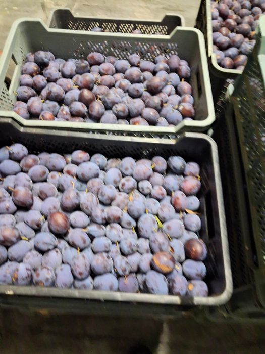 Sliwka na przetwory, bimber, dzemy