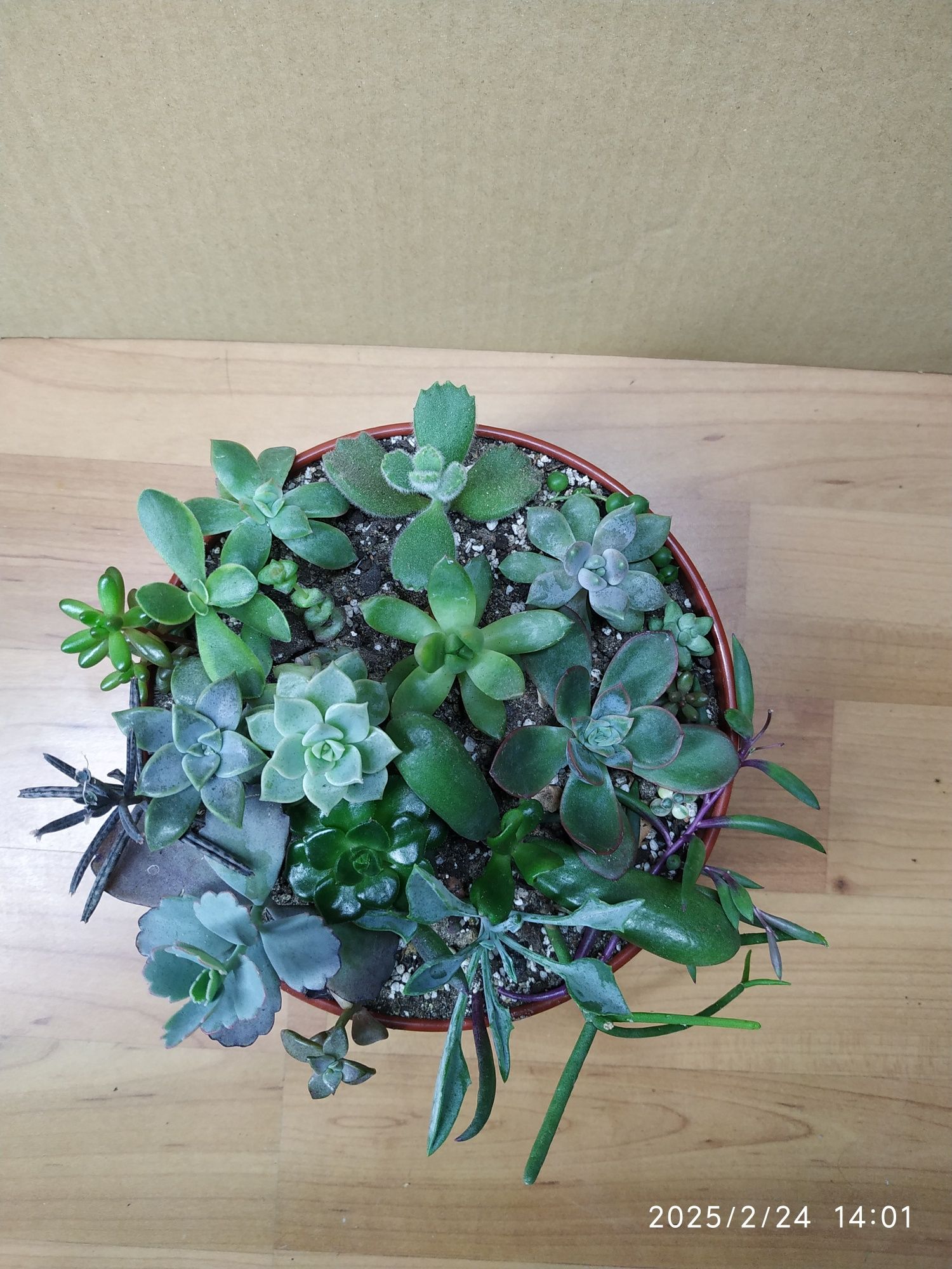 Комнатные сукуленты  20 разных сортов цена.250 грн