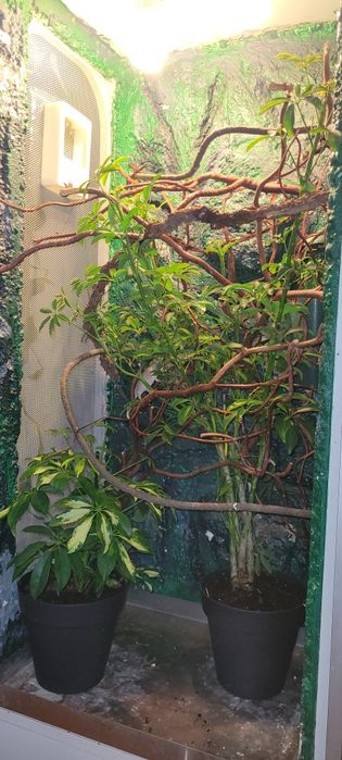 Terrarium wraz z wyposażeniem i kameleonami