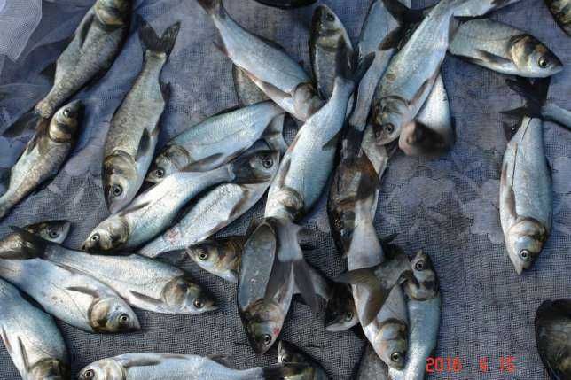 narybek karp amur sum lin tołpyga koi szczupak jesiotr