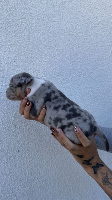 American bullys tri merles