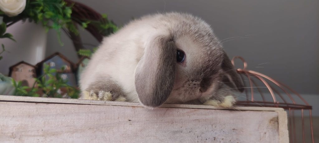 Królik Mini Lop gotowe na nowy dom