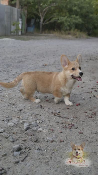 Хлопчик коргі  Milan