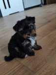 York shire Terrier czarno-złoty, Yorki , pieski