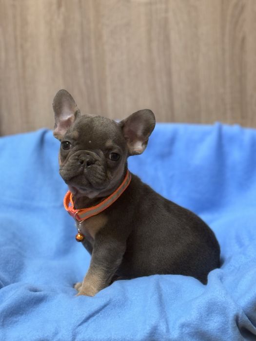 Міні істандарт блакитні малята високої якості!Доставка по Україні та з