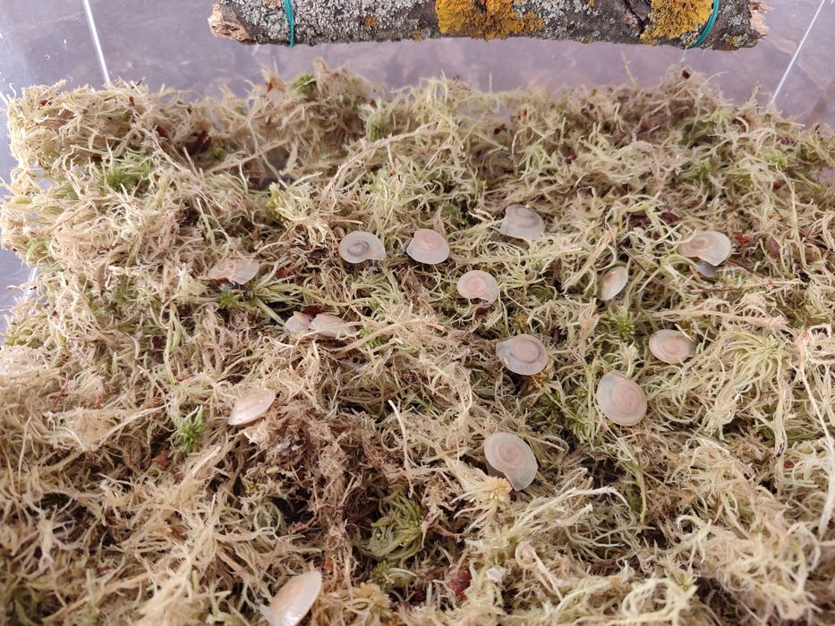 Улитки караколусы альбино шелл