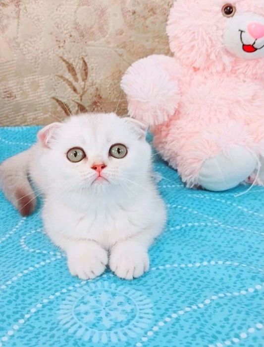 Срібляста шиншилка дівчинка очаровашка