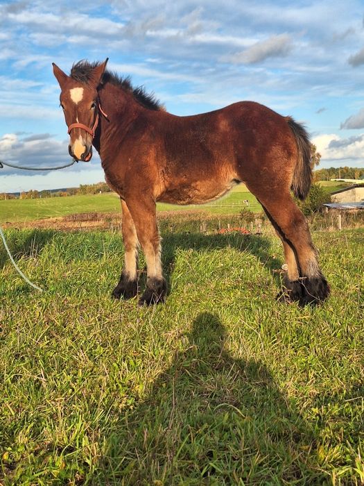 BULKA Klaczka  Zimnokrwista