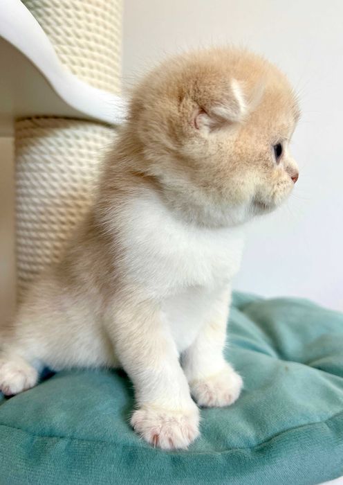 Szkocka zwisłoucha w kolorze liliowe złoto na kolanka lub do hodowly