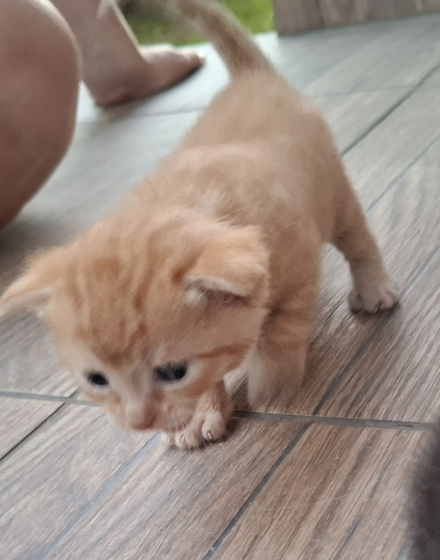 Kotek do adopcji