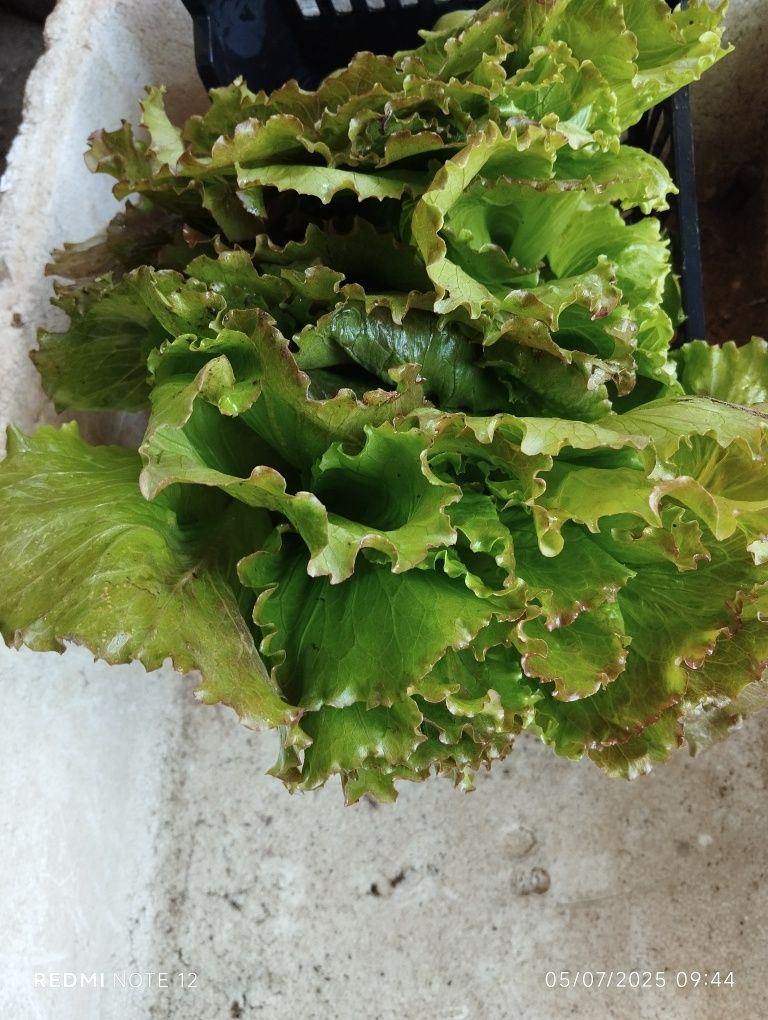 Horta biológica sem qualquer adição de químicos