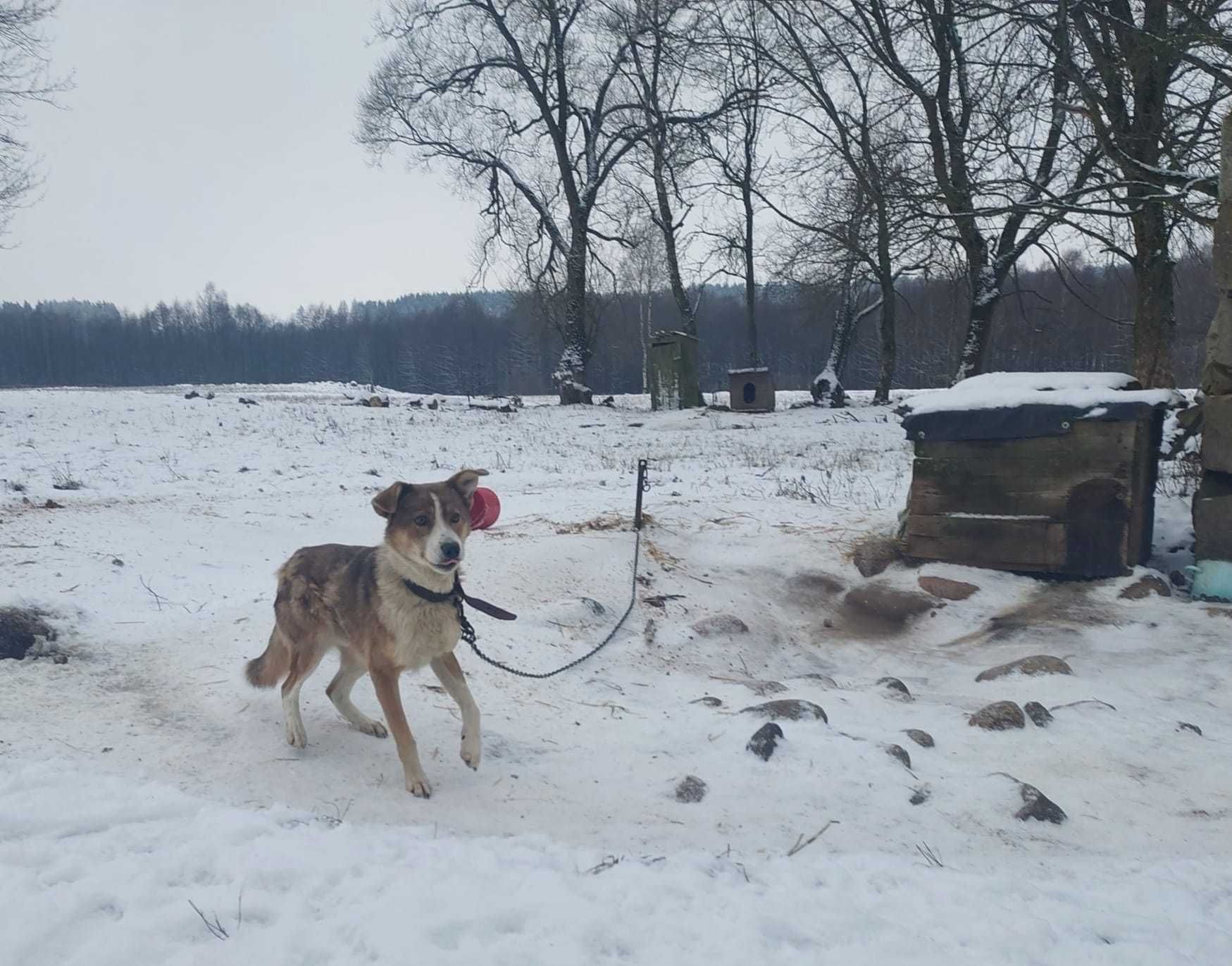 Bąbel/ ok.9 lat./ cudowny, mądry, domowy pies na łańcuchu