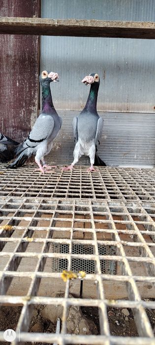 Kariery gołębie kariery