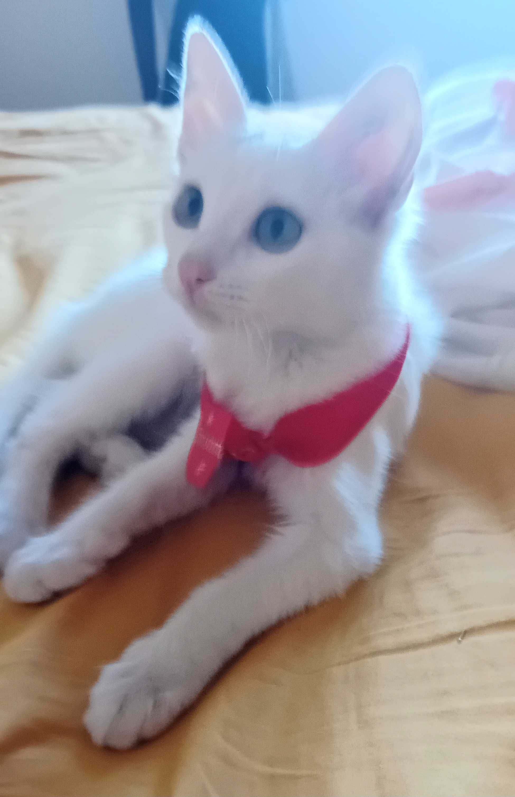Gatinha linda para adoção responsável
