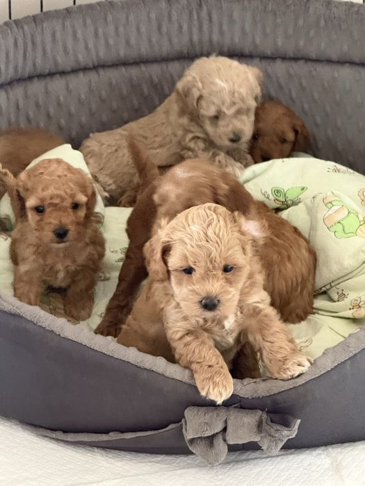 Urocza sinia Maltipoo / Poochon/Bichpoo /cavapoo/