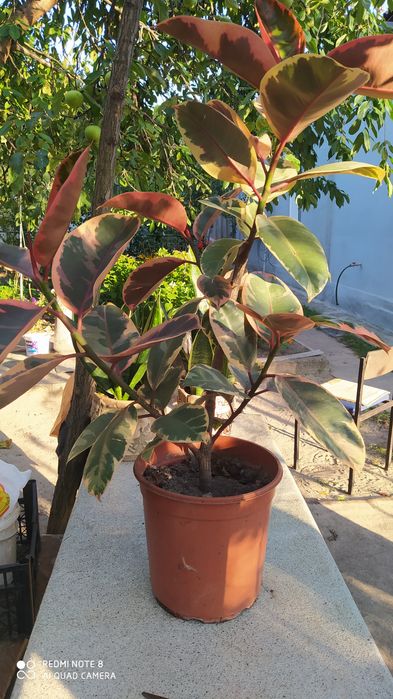 Фикус Белиз (для размножения)