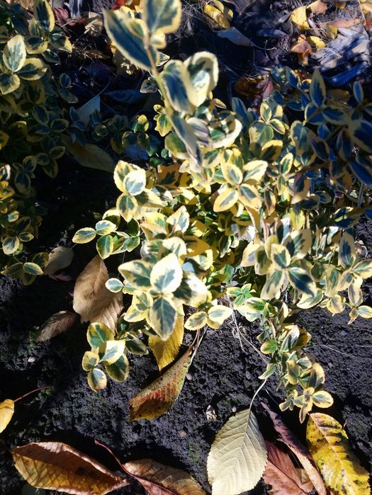 Бересклет кущик.