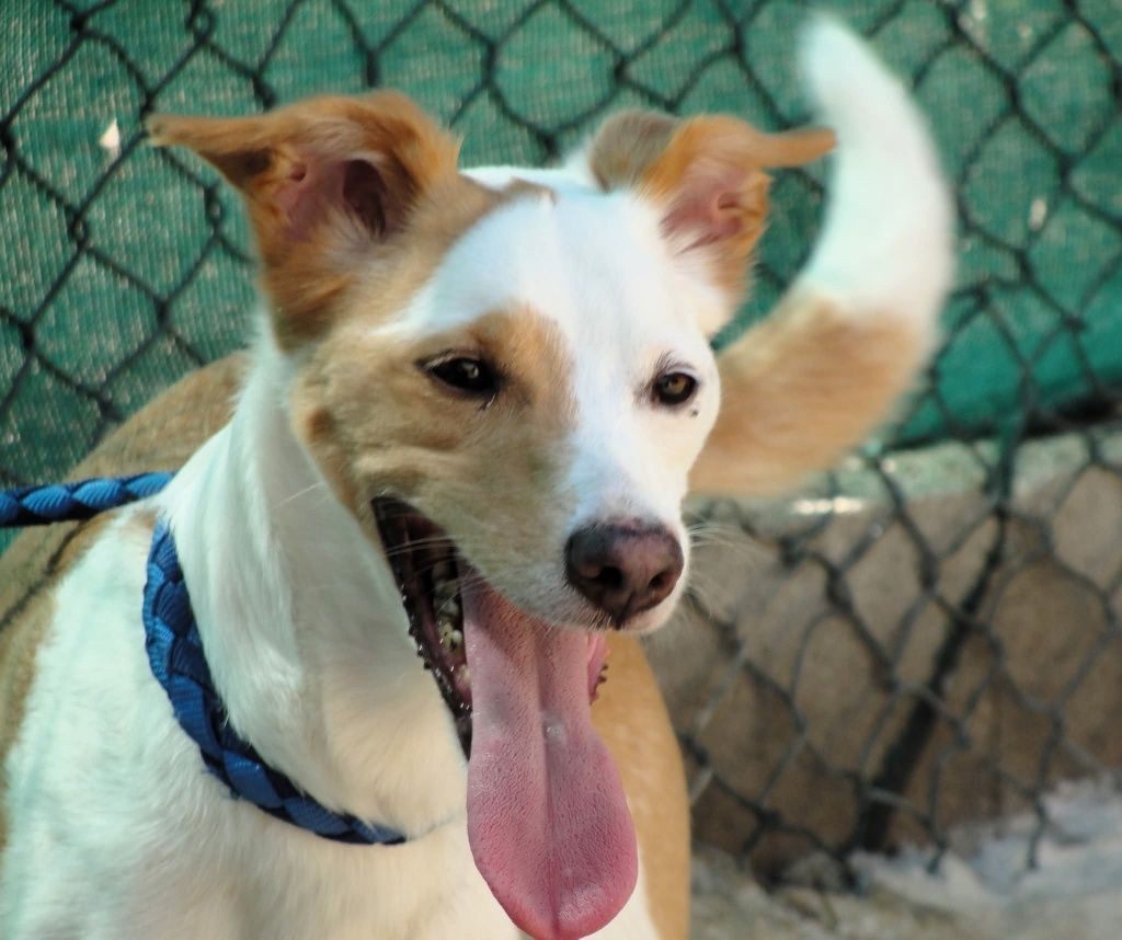 Adoção de cães -Focinhos & Bigodes Associação SFL.s