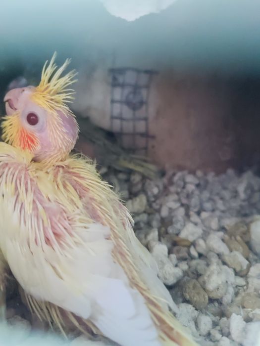 Para venda, Caturras e Rosicollis para criar à mão