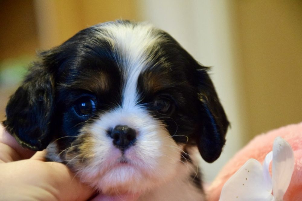 Cavalier King Charles Spaniel FCI – trikolorowa sunia