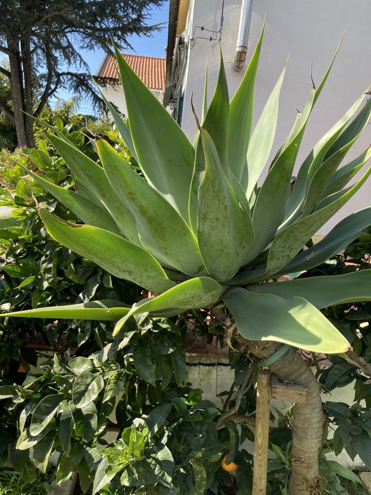 Agave Dragão Attenuata