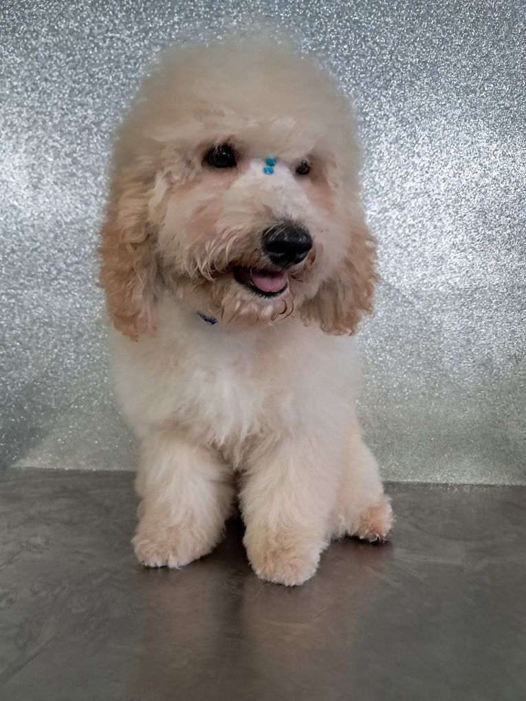 Maltipoo disponível